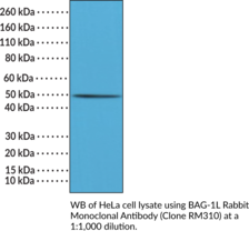 BAG-1L Rabbit Monoclonal Antibody