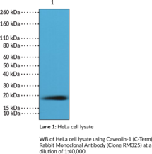 Caveolin-1 (C-Term) Rabbit Monoclonal Antibody