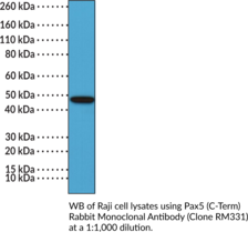 Pax5 (C-Term) Rabbit Monoclonal Antibody