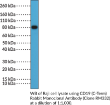 CD19 (C-Term) Rabbit Monoclonal Antibody