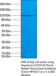 Neprilysin/CD10 (N-Term) Rabbit Monoclonal Antibody