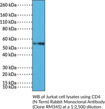 CD4 (N-Term) Rabbit Monoclonal Antibody