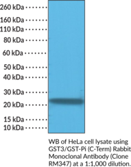 GST3/GST-Pi (C-Term) Rabbit Monoclonal Antibody