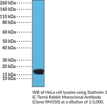 Stathmin 1 (C-Term) Rabbit Monoclonal Antibody