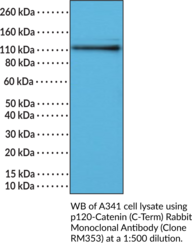 p120-Catenin (C-Term) Rabbit Monoclonal Antibody