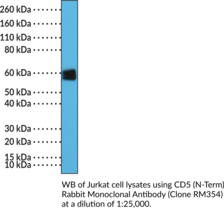 CD5 (N-Term) Rabbit Monoclonal Antibody