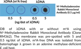 N<sup>6</sup>-Methyladenosine Rabbit Monoclonal Antibody