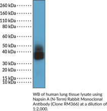 Napsin A (N-Term) Rabbit Monoclonal Antibody