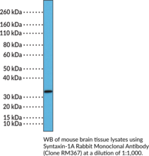 Syntaxin-1A Rabbit Monoclonal Antibody