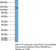 TPO (C-Term) Rabbit Monoclonal Antibody