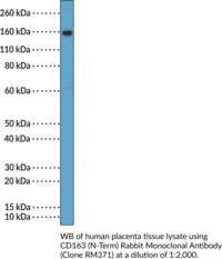 CD163 (N-Term) Rabbit Monoclonal Antibody