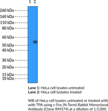 c-Fos (N-Term) Rabbit Monoclonal Antibody