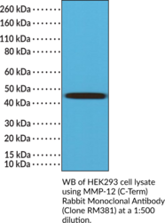 MMP-12 (C-Term) Rabbit Monoclonal Antibody