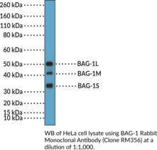 BAG-1 Rabbit Monoclonal Antibody