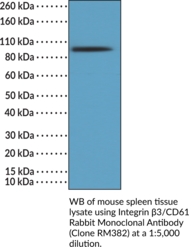 Integrin ?3/CD61 Rabbit Monoclonal Antibody