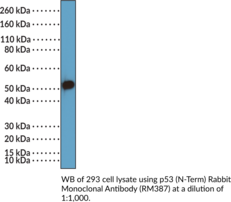 p53 (N-Term) Rabbit Monoclonal Antibody