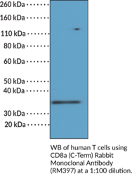 CD8a (C-Term) Rabbit Monoclonal Antibody