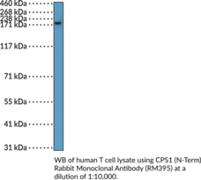 CPS1 (N-Term) Rabbit Monoclonal Antibody