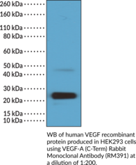 VEGF-A (C-Term) Rabbit Monoclonal Antibody