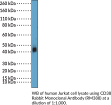 CD38 Rabbit Monoclonal Antibody