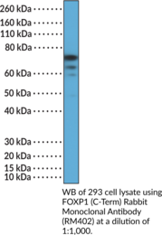 FOXP1 (C-Term) Rabbit Monoclonal Antibody