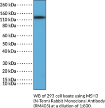 MSH3 (N-Term) Rabbit Monoclonal Antibody