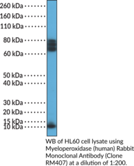 Myeloperoxidase (human) Rabbit Monoclonal Antibody (Clone RM407)