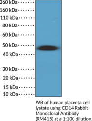 CD14 Rabbit Monoclonal Antibody