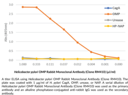 <em>Helicobacter pylori</em> OMP Rabbit Monoclonal Antibody (Clone RM410)