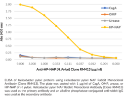 <em>Helicobacter pylori</em> NAP Rabbit Monoclonal Antibody (Clone RM413)