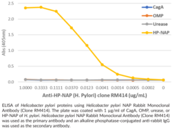 <em>Helicobacter pylori</em> NAP Rabbit Monoclonal Antibody (Clone RM414)