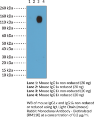 Ig? Light Chain (mouse) Rabbit Monoclonal Antibody - Biotinylated