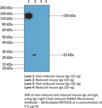 Ig? Light Chain (mouse) Rabbit Monoclonal Antibody - Biotinylated