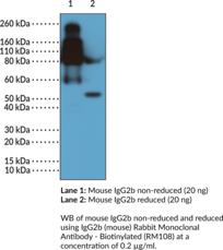 IgG2b (mouse) Rabbit Monoclonal Antibody - Biotinylated