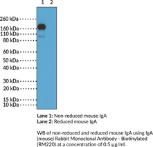 IgA (mouse) Rabbit Monoclonal Antibody - Biotinylated