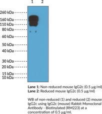 IgG2c (mouse) Rabbit Monoclonal Antibody - Biotinylated