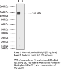IgG Fab (rabbit) Monoclonal Antibody - Biotinylated
