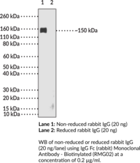 IgG Fc (rabbit) Monoclonal Antibody - Biotinylated