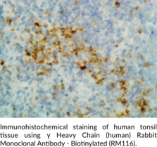 γ Heavy Chain (human) Rabbit Monoclonal Antibody - Biotinylated