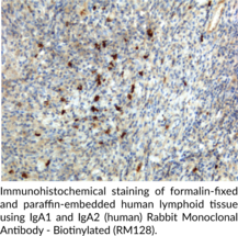 IgA1 and IgA2 (human) Rabbit Monoclonal Antibody - Biotinylated