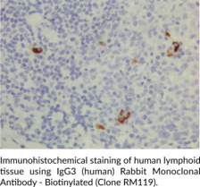 IgG3 (human) Rabbit Monoclonal Antibody - Biotinylated