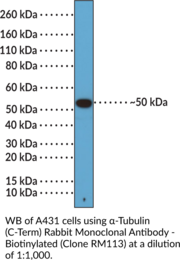 α-Tubulin (C-Term) Rabbit Monoclonal Antibody - Biotinylated