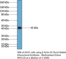 β-Actin (N-Term) Rabbit Monoclonal Antibody - Biotinylated