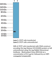 His-tag Rabbit Monoclonal Antibody - Biotinylated