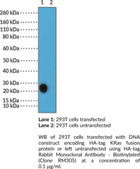 HA-tag Rabbit Monoclonal Antibody - Biotinylated