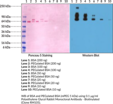 Polyethylene Glycol Rabbit Monoclonal Antibody - Biotinylated