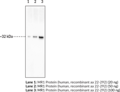 MR1 Monoclonal Antibody (Clone 26.5)