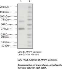 AMPK Complex (?1, ?1, and ?1 subunits; human, recombinant)