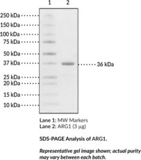 ARG1 (human, recombinant)