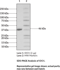 IDO1 (human, recombinant)